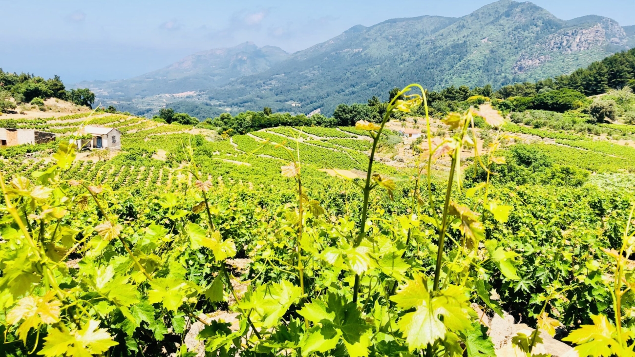 beste van samos - wijnvelden vakakis