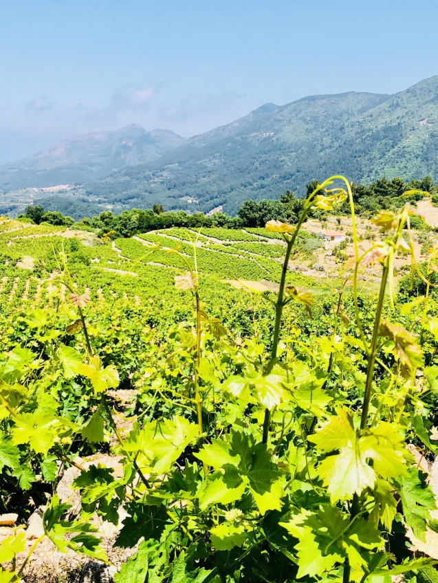 beste van samos - wijnvelden vakakis